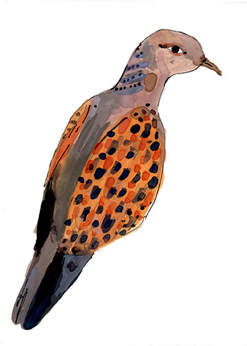 Turtle Dove, painting on paper