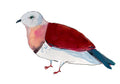 Zoe Imperial Pigeon, painting on paper